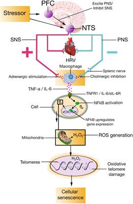 The Neuro-Immuno-Senescence Integrative Model (NISIM) on the Negative Association Between Parasympathetic Activity and Cellular Senescence